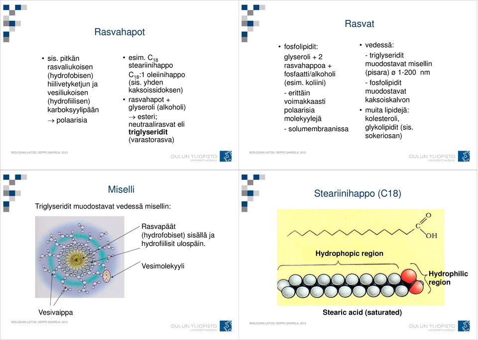 koliini) - erittäin voimakkaasti polaarisia molekyylejä - solumembraanissa Rasvat vedessä: - triglyseridit muodostavat misellin (pisara) ø 1-200 nm - fosfolipidit muodostavat kaksoiskalvon muita