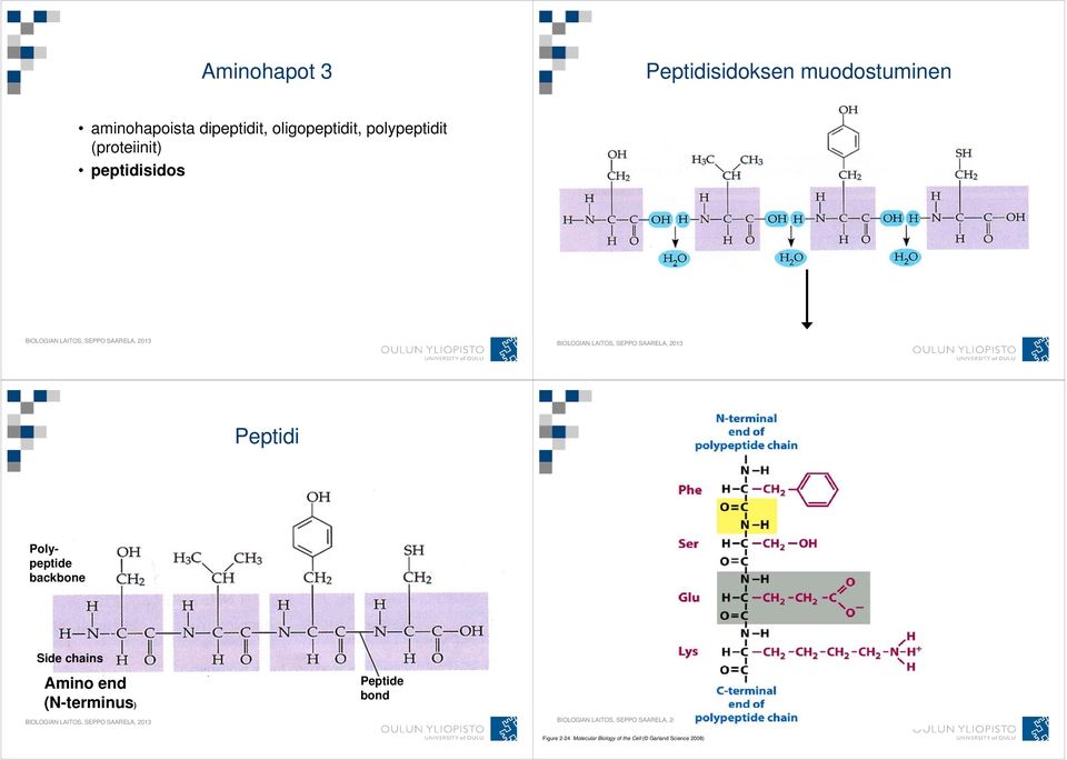 Peptidi Polypeptide backbone Side chains Amino end (N-terminus)