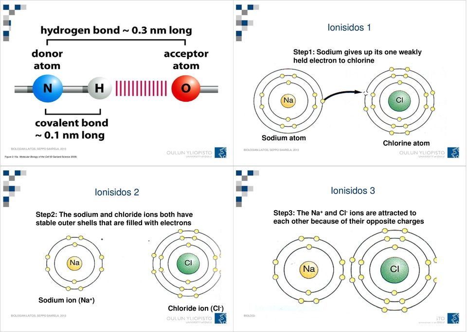 chloride ions both have stable outer shells that are filled with electrons Ionisidos 3 Step3: The Na + and