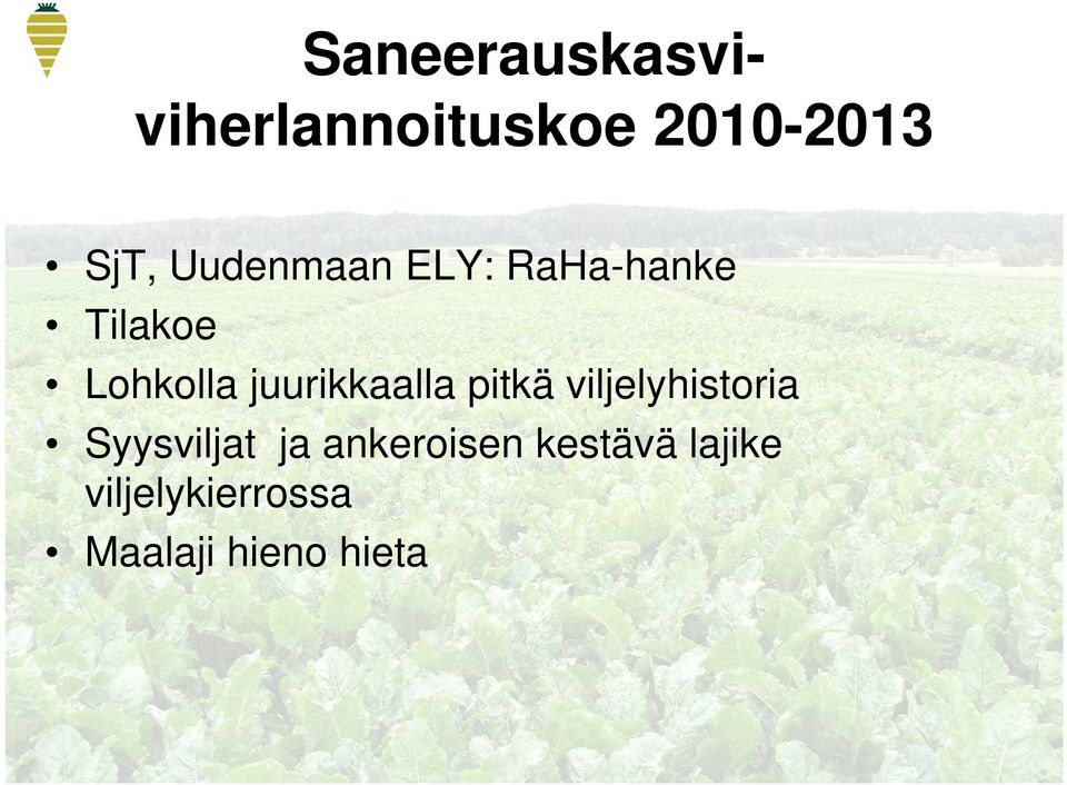 juurikkaalla pitkä viljelyhistoria Syysviljat ja