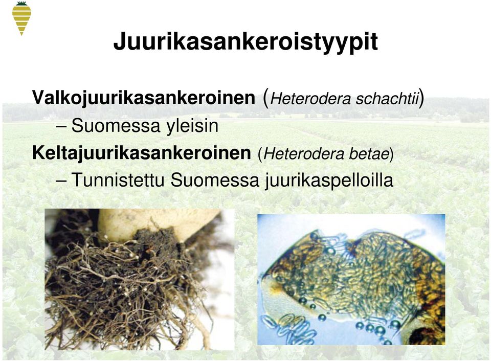 schachtii) Suomessa yleisin
