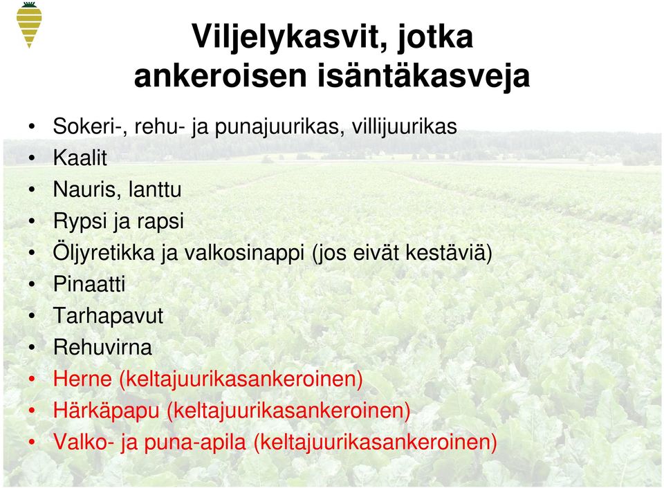 (jos eivät kestäviä) Pinaatti Tarhapavut Rehuvirna Herne