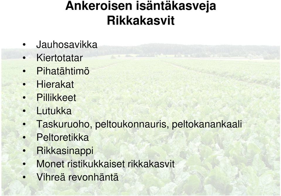 Taskuruoho, peltoukonnauris, peltokanankaali