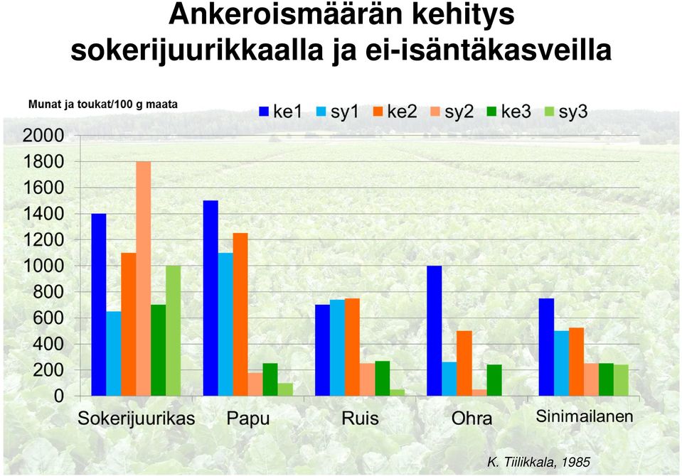 sokerijuurikkaalla