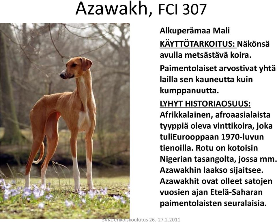 LYHYT HISTORIAOSUUS: Afrikkalainen, afroaasialaista tyyppiä oleva vinttikoira, joka tulieurooppaan 1970-luvun