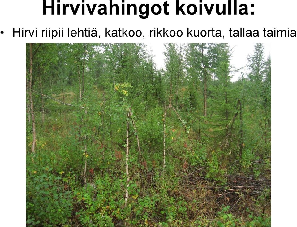 riipii lehtiä,