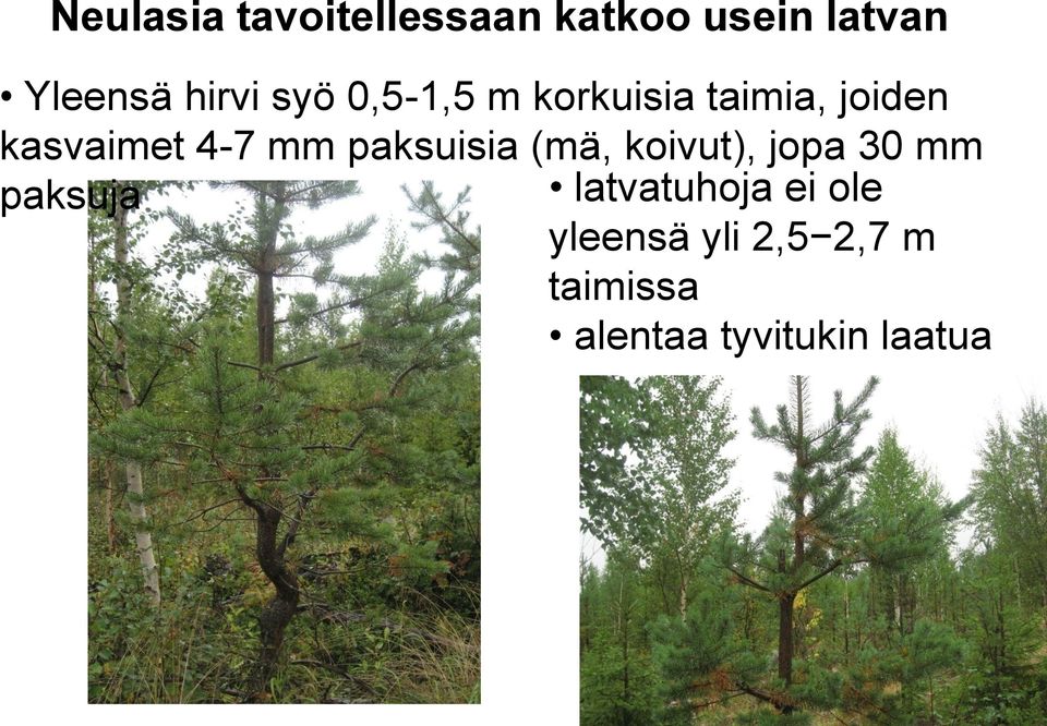 4-7 mm paksuisia (mä, koivut), jopa 30 mm paksuja