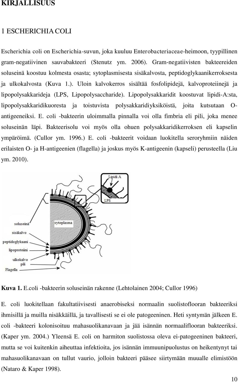 Uloin kalvokerros sisältää fosfolipidejä, kalvoproteiinejä ja lipopolysakkarideja (LPS, Lipopolysaccharide).