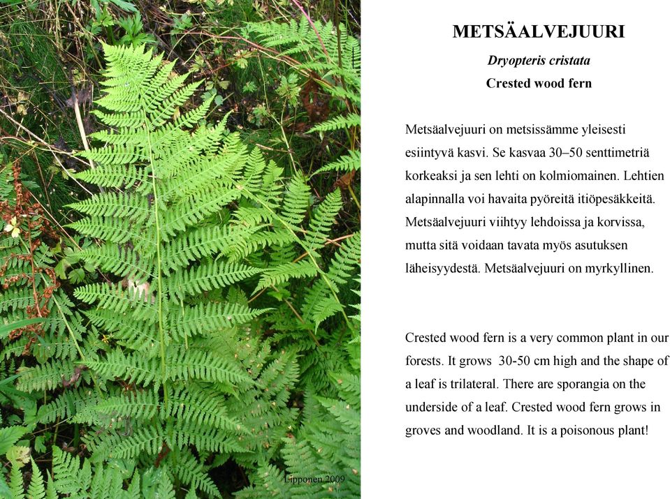 Metsäalvejuuri viihtyy lehdoissa ja korvissa, mutta sitä voidaan tavata myös asutuksen läheisyydestä. Metsäalvejuuri on myrkyllinen.