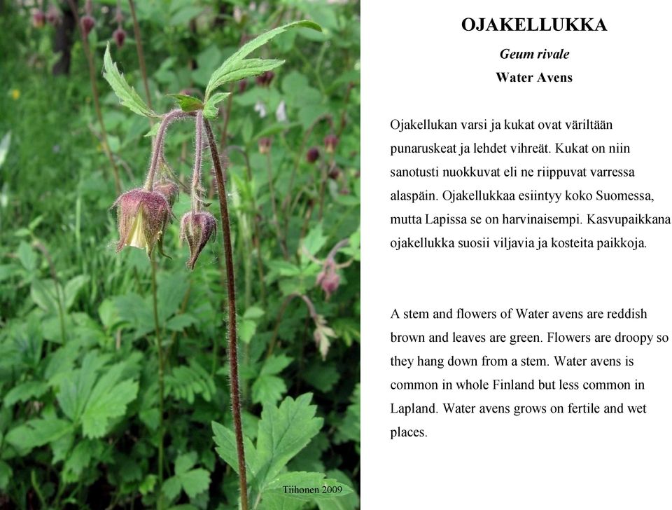 Kasvupaikkana ojakellukka suosii viljavia ja kosteita paikkoja. A stem and flowers of Water avens are reddish brown and leaves are green.