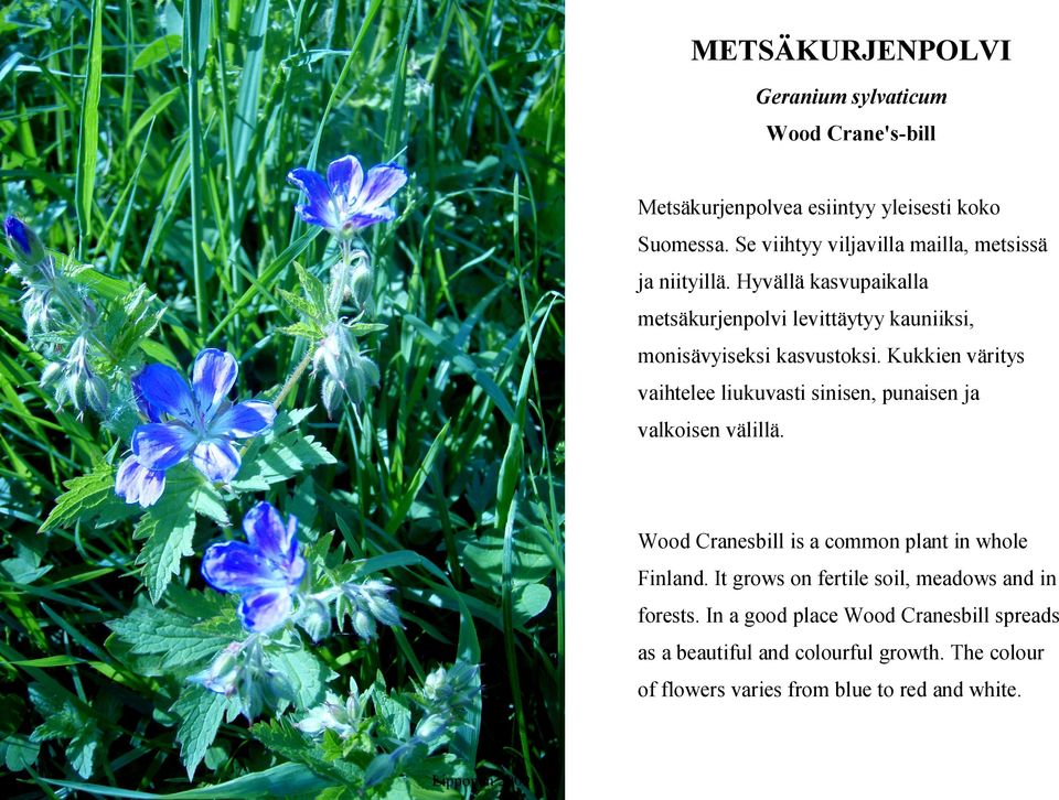 Kukkien väritys vaihtelee liukuvasti sinisen, punaisen ja valkoisen välillä. Wood Cranesbill is a common plant in whole Finland.