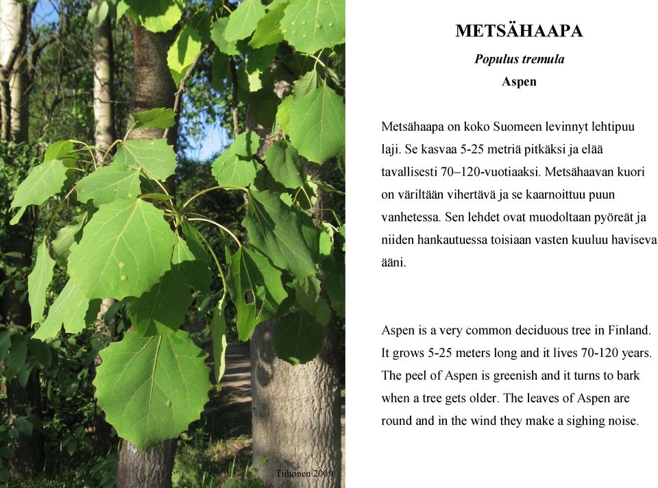 Sen lehdet ovat muodoltaan pyöreät ja niiden hankautuessa toisiaan vasten kuuluu haviseva ääni. Aspen is a very common deciduous tree in Finland.