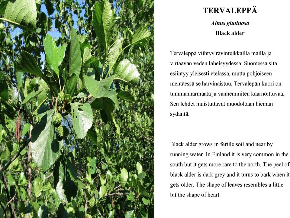 Sen lehdet muistuttavat muodoltaan hieman sydäntä. Black alder grows in fertile soil and near by running water.