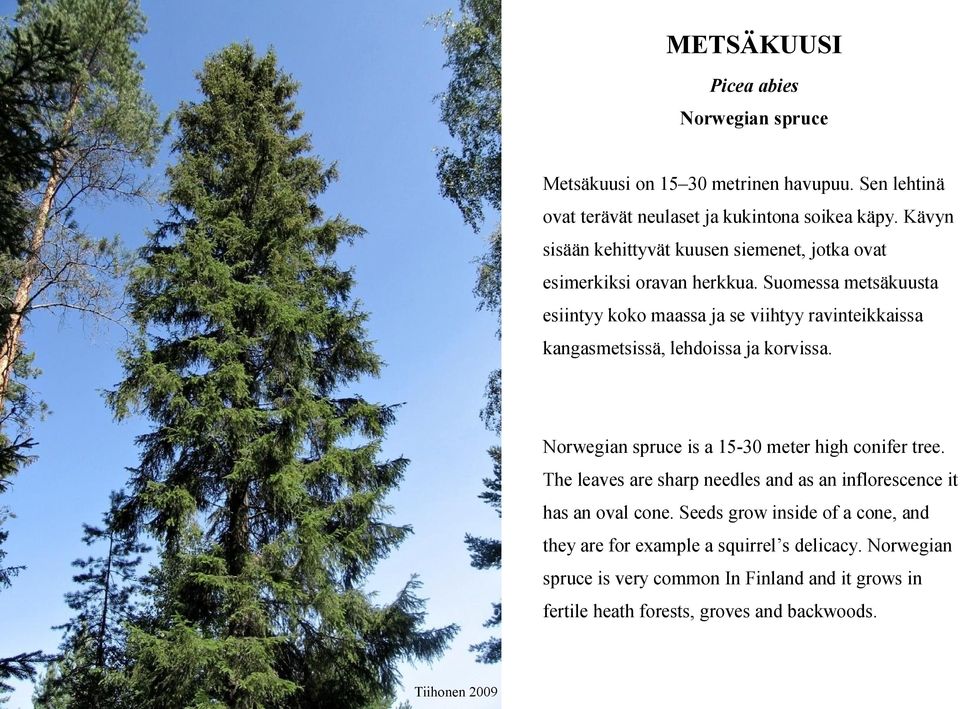 Suomessa metsäkuusta esiintyy koko maassa ja se viihtyy ravinteikkaissa kangasmetsissä, lehdoissa ja korvissa. Norwegian spruce is a 15-30 meter high conifer tree.
