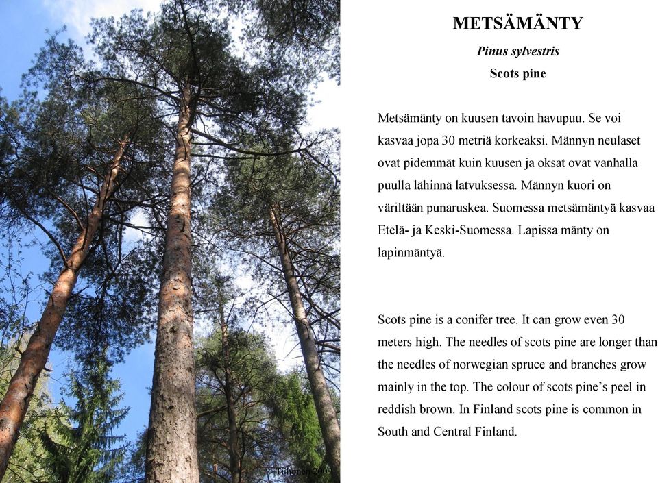 Suomessa metsämäntyä kasvaa Etelä- ja Keski-Suomessa. Lapissa mänty on lapinmäntyä. Scots pine is a conifer tree. It can grow even 30 meters high.
