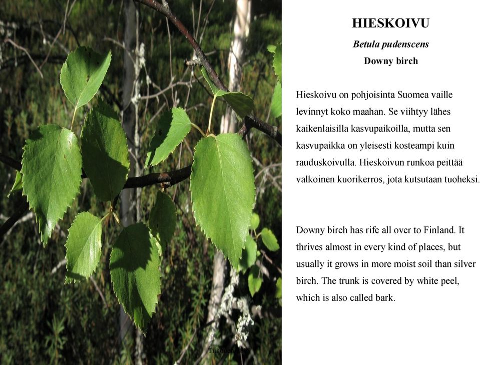Hieskoivun runkoa peittää valkoinen kuorikerros, jota kutsutaan tuoheksi. Downy birch has rife all over to Finland.