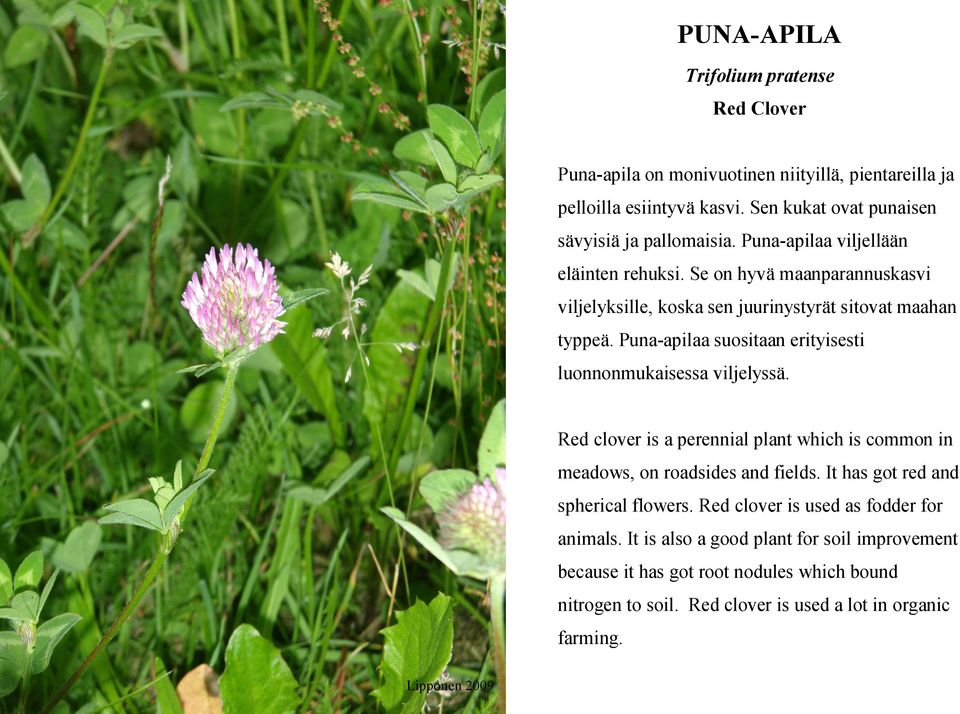 Puna-apilaa suositaan erityisesti luonnonmukaisessa viljelyssä. Red clover is a perennial plant which is common in meadows, on roadsides and fields.