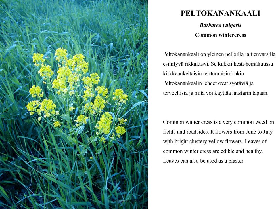Peltokanankaalin lehdet ovat syötäviä ja terveellisiä ja niitä voi käyttää laastarin tapaan.