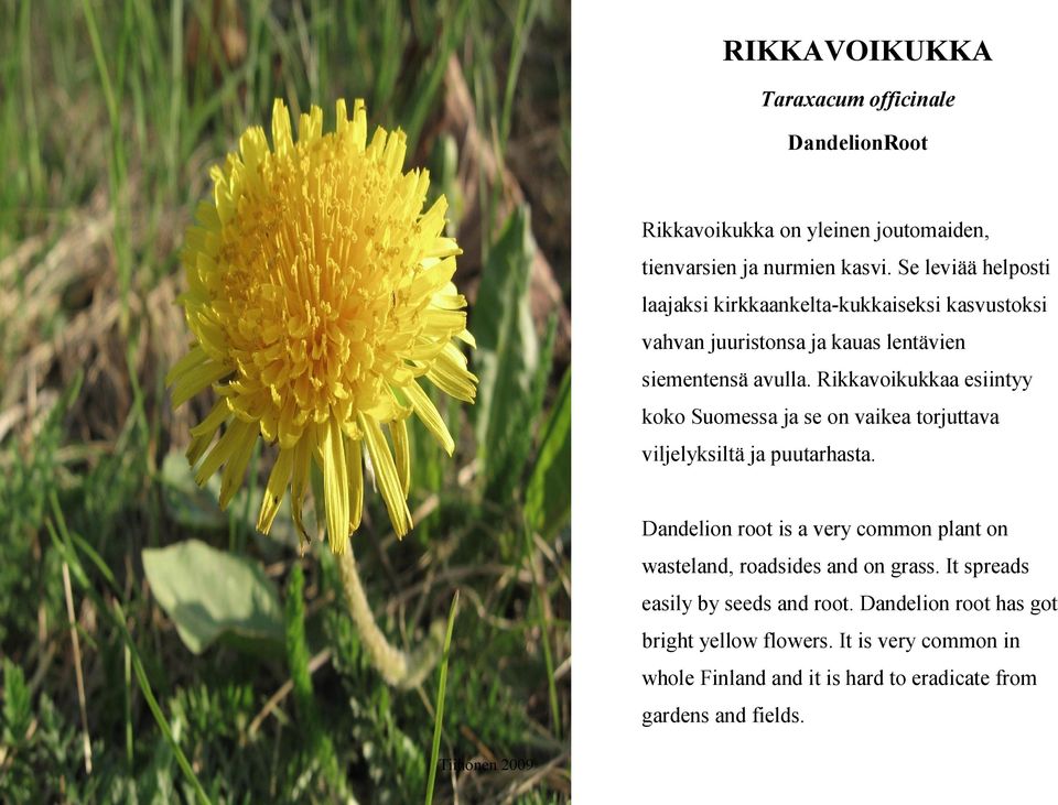 Rikkavoikukkaa esiintyy koko Suomessa ja se on vaikea torjuttava viljelyksiltä ja puutarhasta.