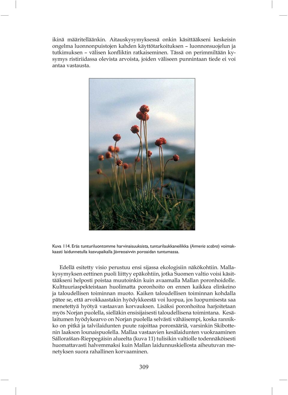Eräs tunturiluontomme harvinaisuuksista, tunturilaukkaneilikka (Armeria scabra) voimakkaasti laidunnetulla kasvupaikalla Jávreoaivvin poroaidan tuntumassa.