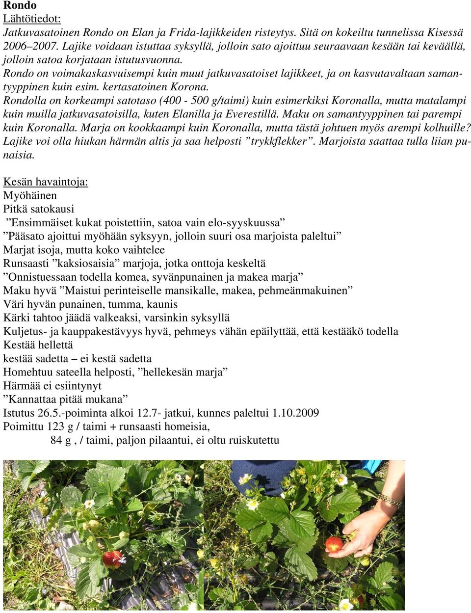 Rondo on voimakaskasvuisempi kuin muut jatkuvasatoiset lajikkeet, ja on kasvutavaltaan samantyyppinen kuin esim. kertasatoinen Korona.