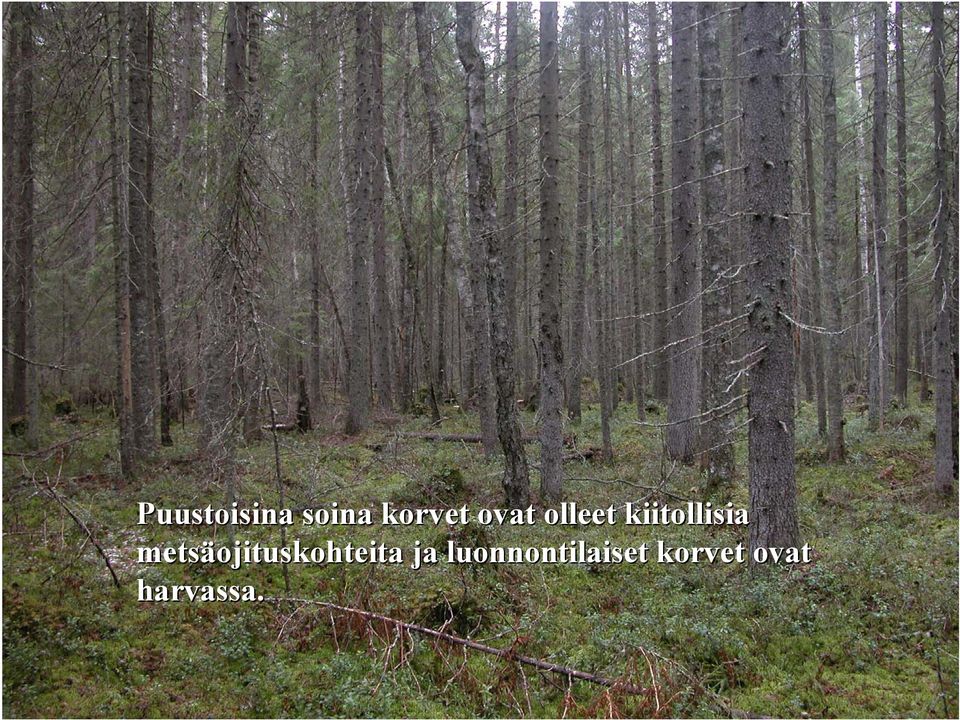 metsäojituskohteita ja
