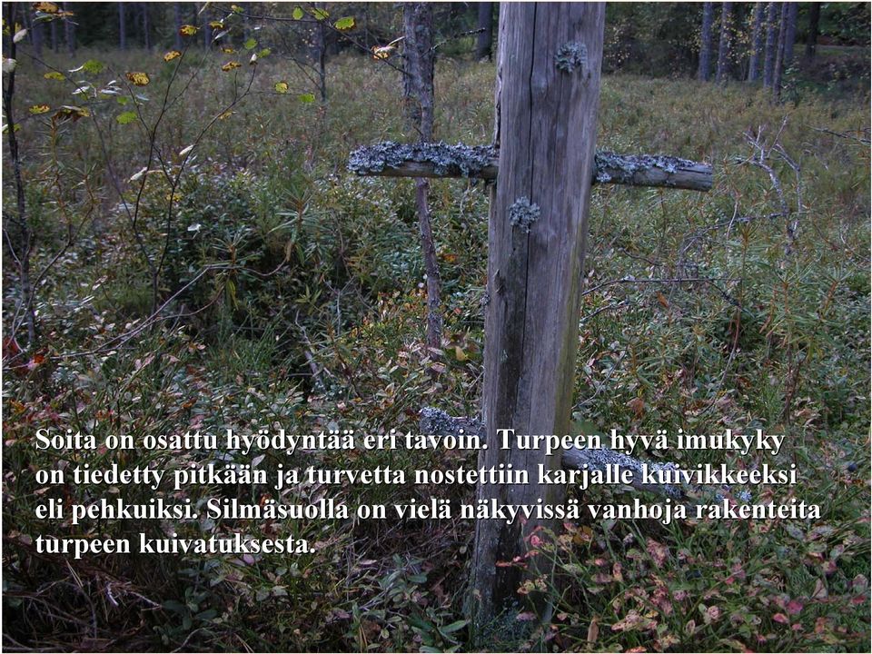 nostettiin karjalle kuivikkeeksi eli pehkuiksi.