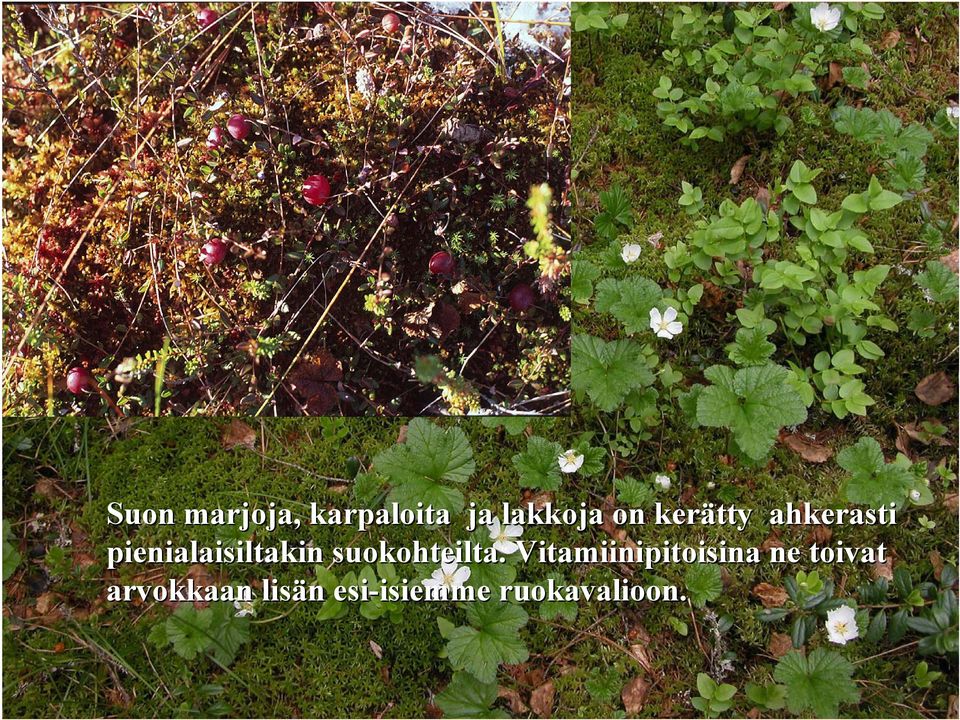 suokohteilta.