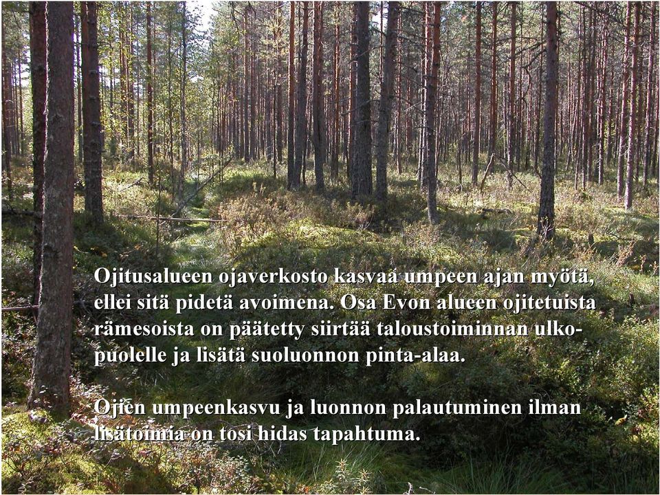 Osa Evon alueen ojitetuista rämesoista on päätetty siirtää