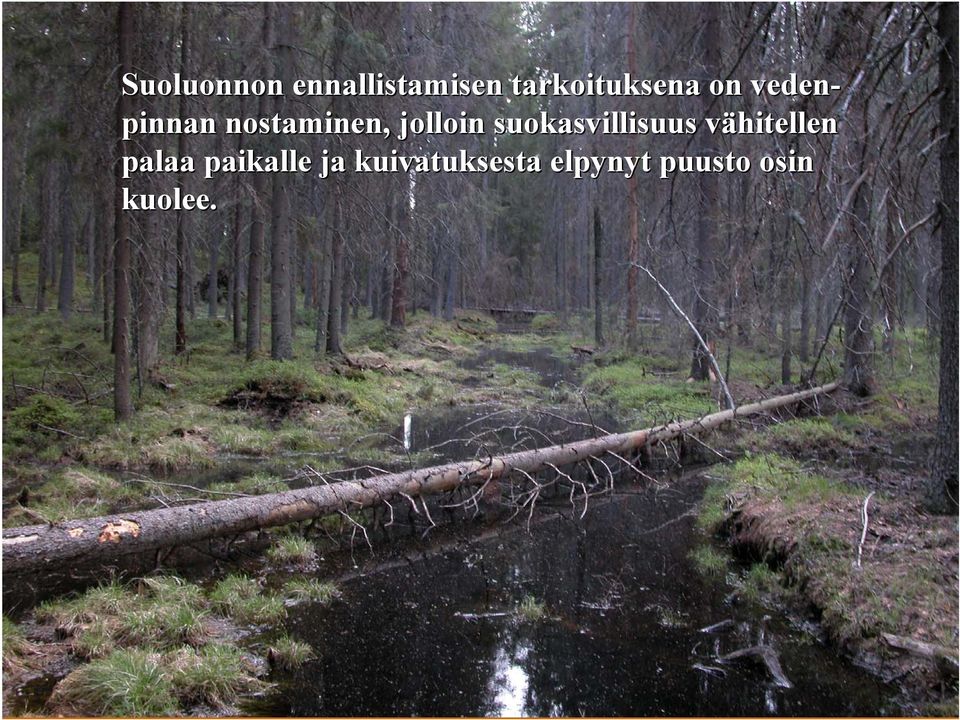 suokasvillisuus vähitellen palaa