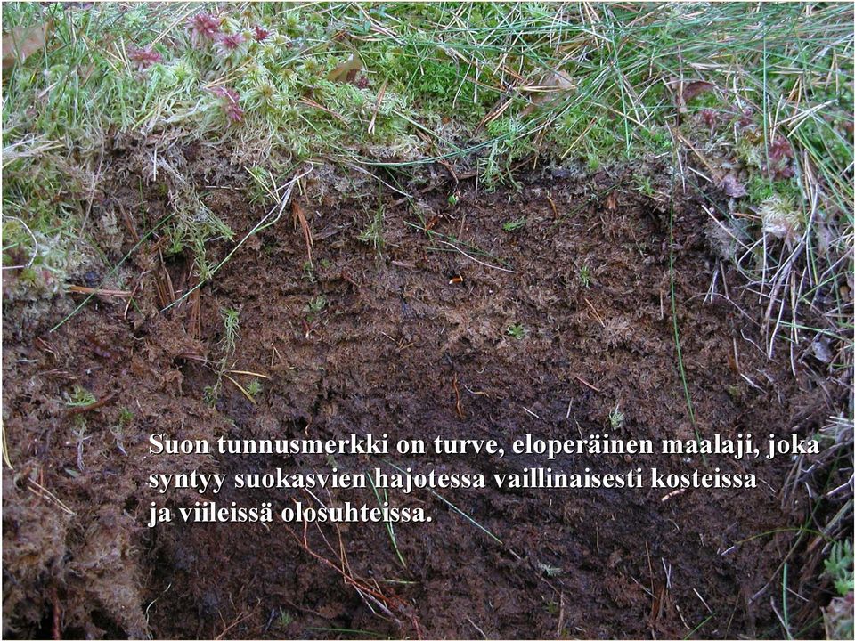 suokasvien hajotessa