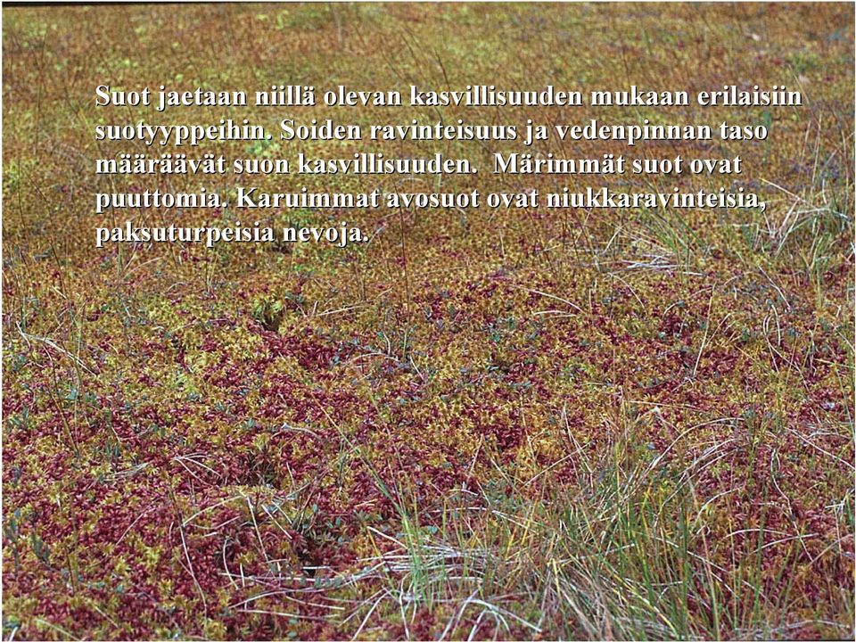 Soiden ravinteisuus ja vedenpinnan taso määräävät suon