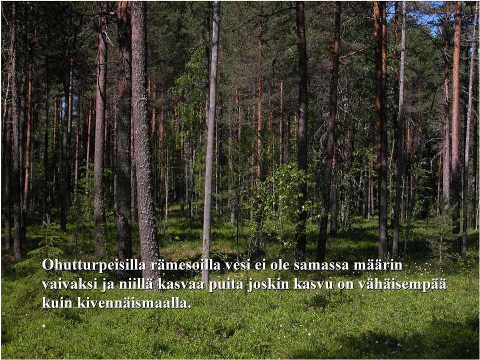 niillä kasvaa puita joskin kasvu