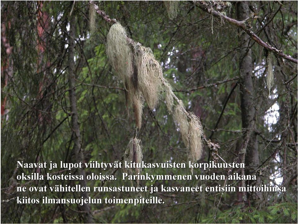Parinkymmenen vuoden aikana ne ovat vähitellen