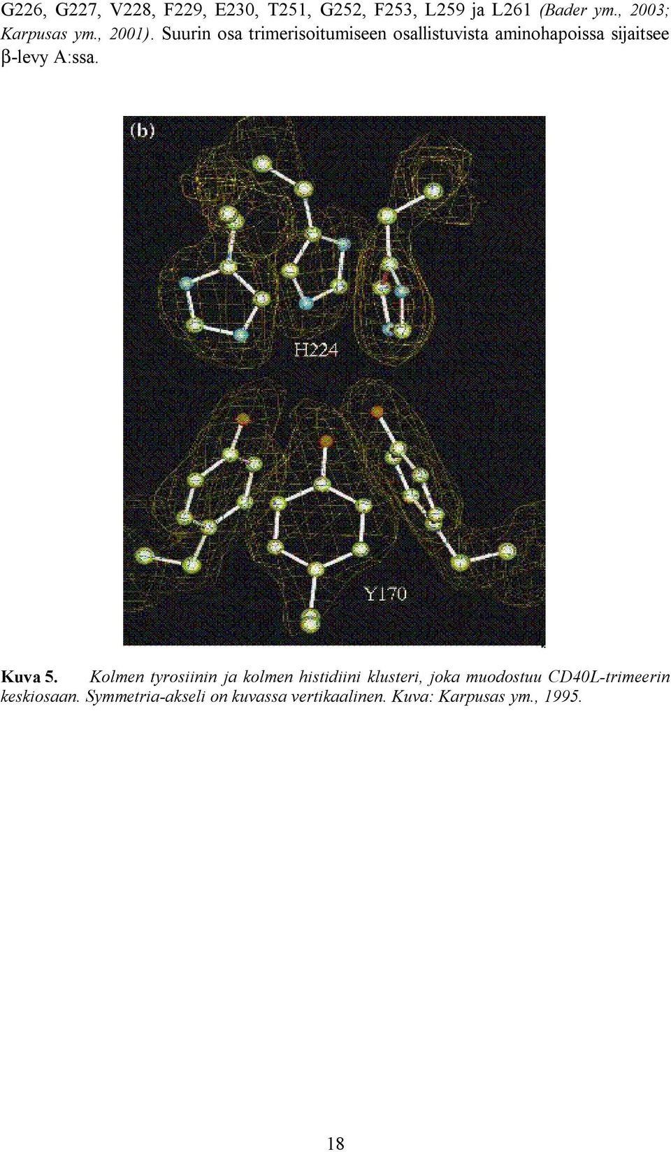 Suurin osa trimerisoitumiseen osallistuvista aminohapoissa sijaitsee β levy A:ssa.