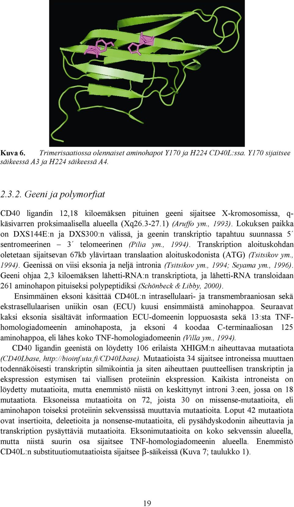 Transkription aloituskohdan oletetaan sijaitsevan 67kb ylävirtaan translaation aloituskodonista (ATG) (Tsitsikov ym., 1994). Geenissä on viisi eksonia ja neljä intronia (Tsitsikov ym.