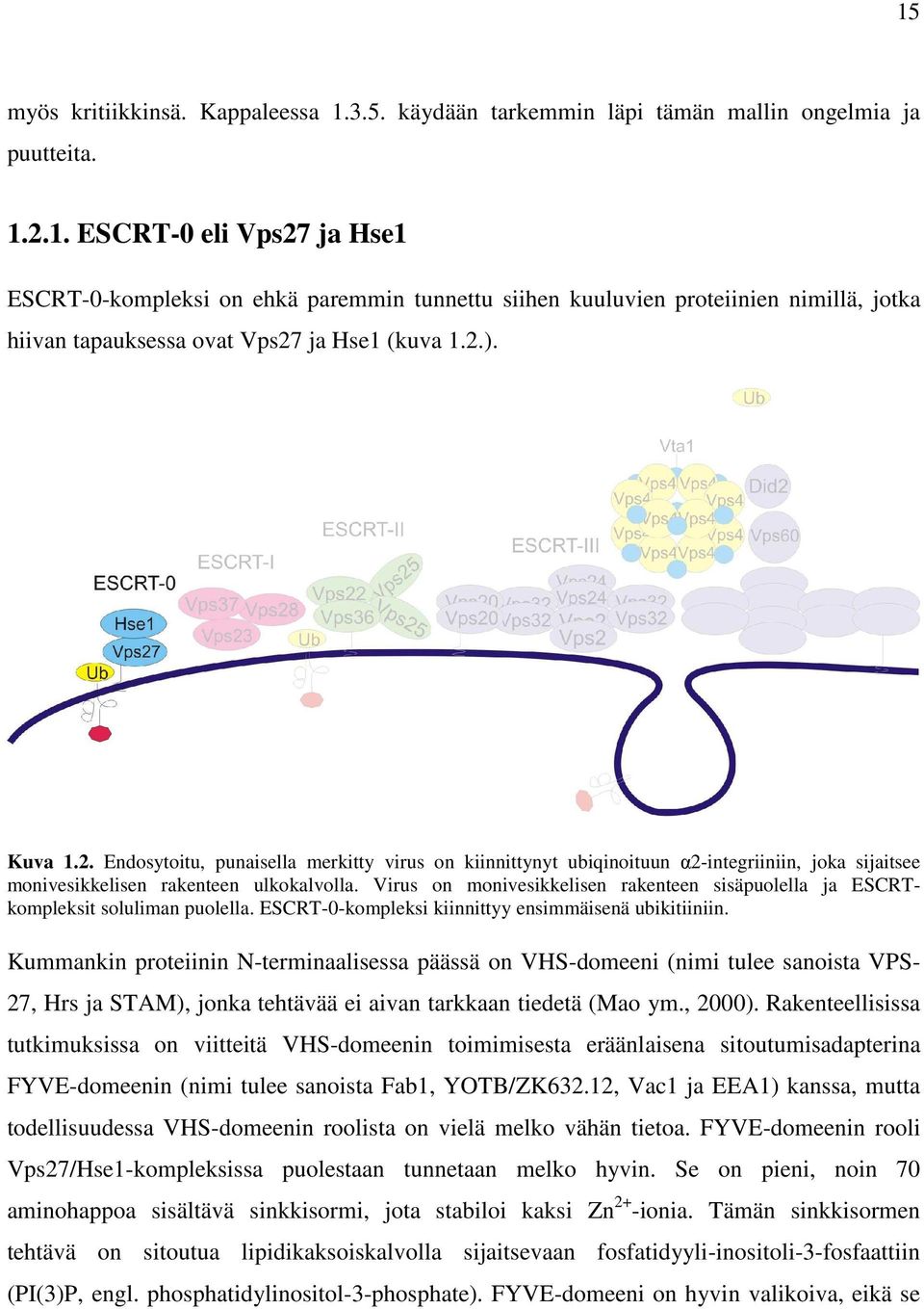 Virus on monivesikkelisen rakenteen sisäpuolella ja ESCRTkompleksit soluliman puolella. ESCRT-0-kompleksi kiinnittyy ensimmäisenä ubikitiiniin.