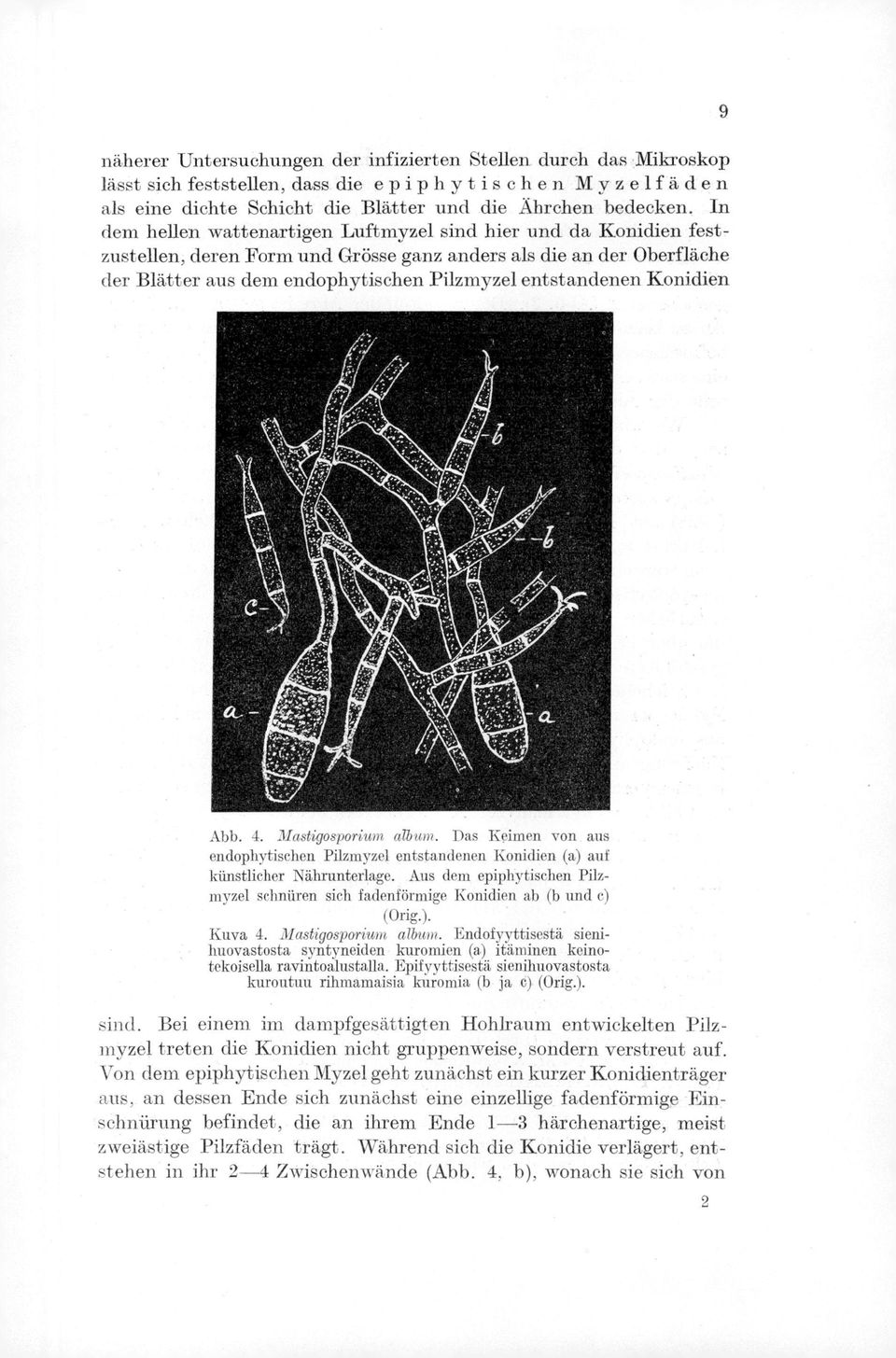 Konidien 9 Abb. 4. Mastigosporium arbum. Das Keimen von aus endophytischen Pilzmyzel entstandenen Konidien (a) auf kiinstlieher Nährunterlage.