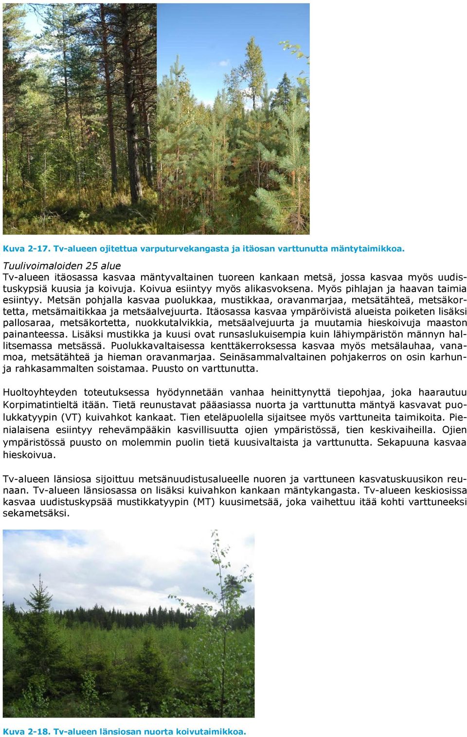 Myös pihlajan ja haavan taimia esiintyy. Metsän pohjalla kasvaa puolukkaa, mustikkaa, oravanmarjaa, metsätähteä, metsäkortetta, metsämaitikkaa ja metsäalvejuurta.