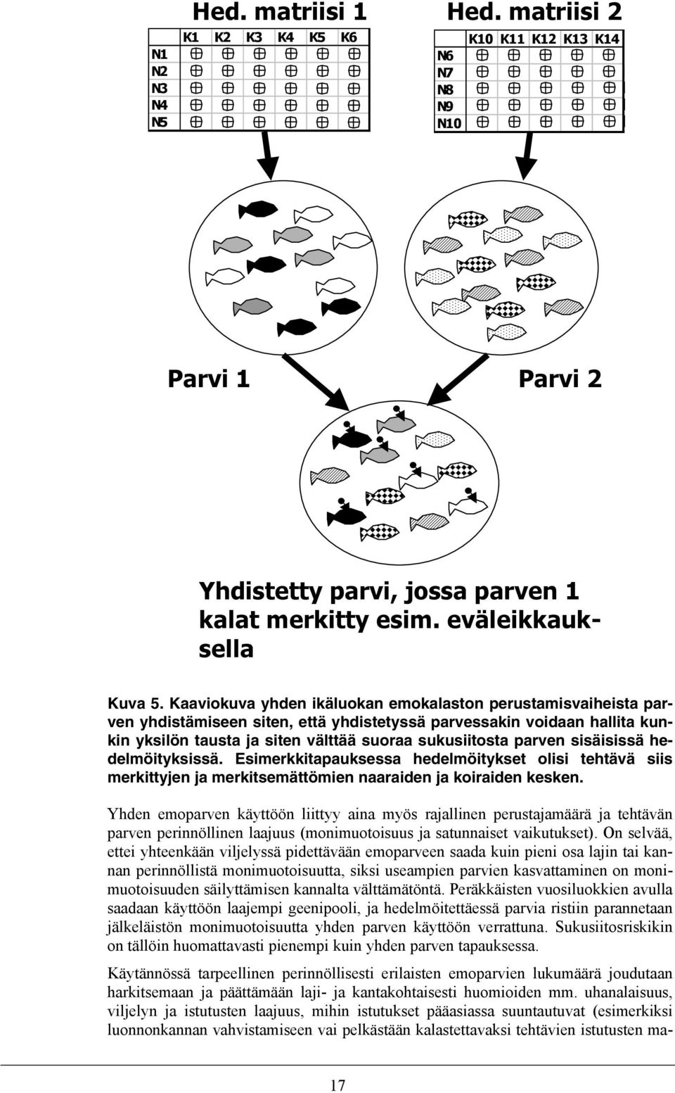 sisäisissä hedelmöityksissä. Esimerkkitapauksessa hedelmöitykset olisi tehtävä siis merkittyjen ja merkitsemättömien naaraiden ja koiraiden kesken.