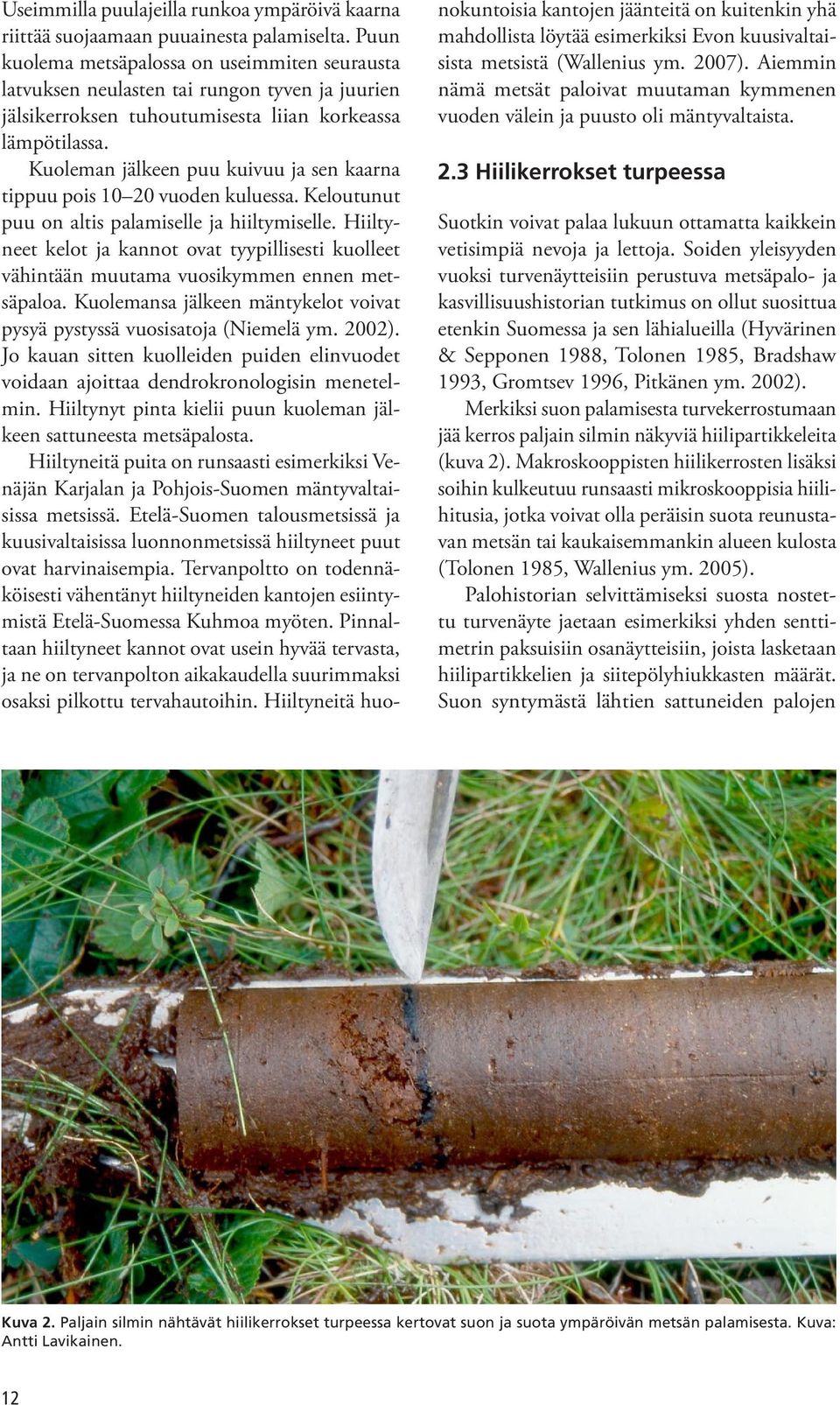 Kuoleman jälkeen puu kuivuu ja sen kaarna tippuu pois 10 20 vuoden kuluessa. Keloutunut puu on altis palamiselle ja hiiltymiselle.