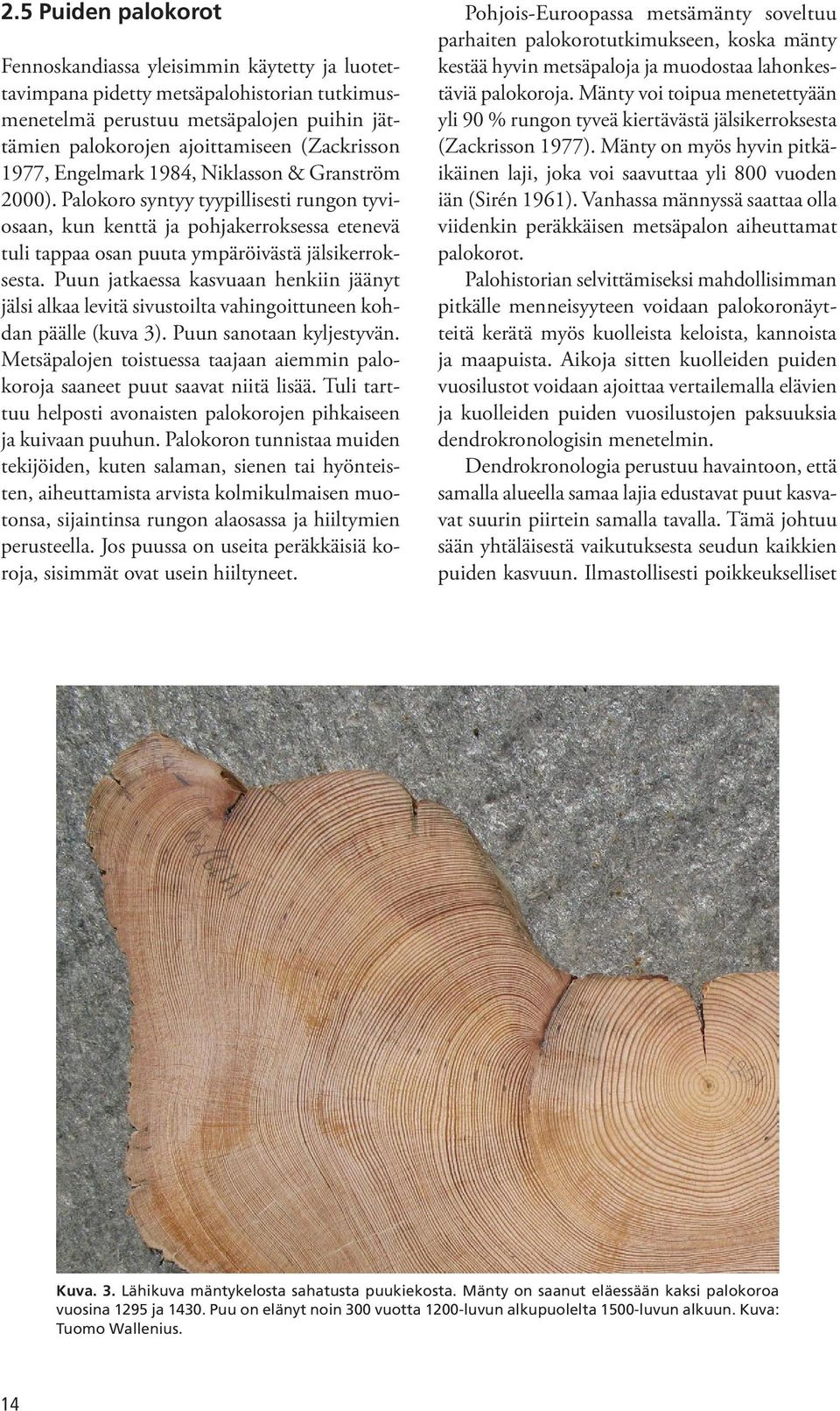 Puun jatkaessa kasvuaan henkiin jäänyt jälsi alkaa levitä sivustoilta vahingoittuneen kohdan päälle (kuva 3). Puun sanotaan kyljestyvän.