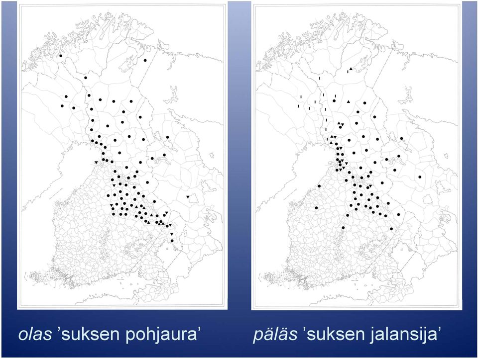 pohjaura