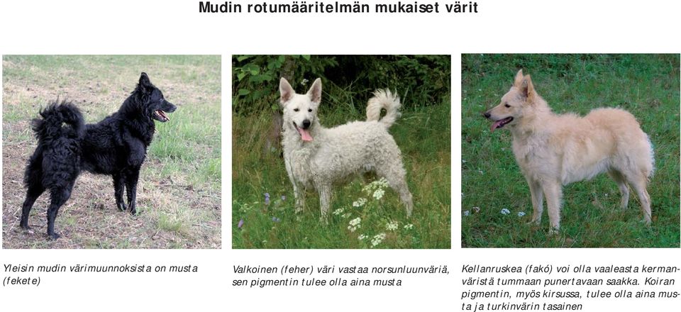 aina musta Kellanruskea (fakó) voi olla vaaleasta kermanväristä tummaan