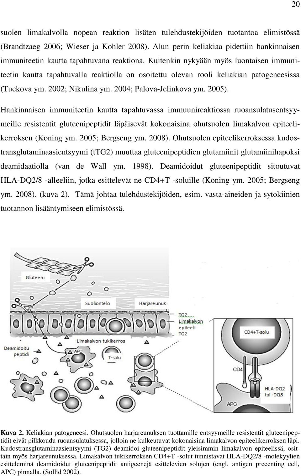 Kuitenkin nykyään myös luontaisen immuniteetin kautta tapahtuvalla reaktiolla on osoitettu olevan rooli keliakian patogeneesissa (Tuckova ym. 2002; Nikulina ym. 2004; Palova-Jelinkova ym. 2005).