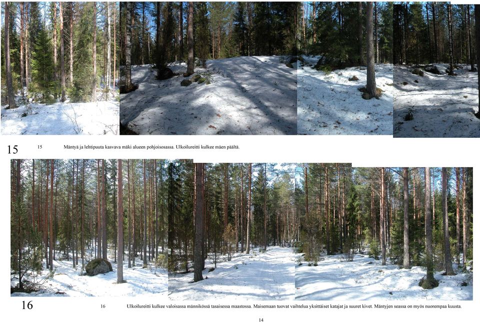 16 16 Ulkoilureitti kulkee valoisassa männikössä tasaisessa