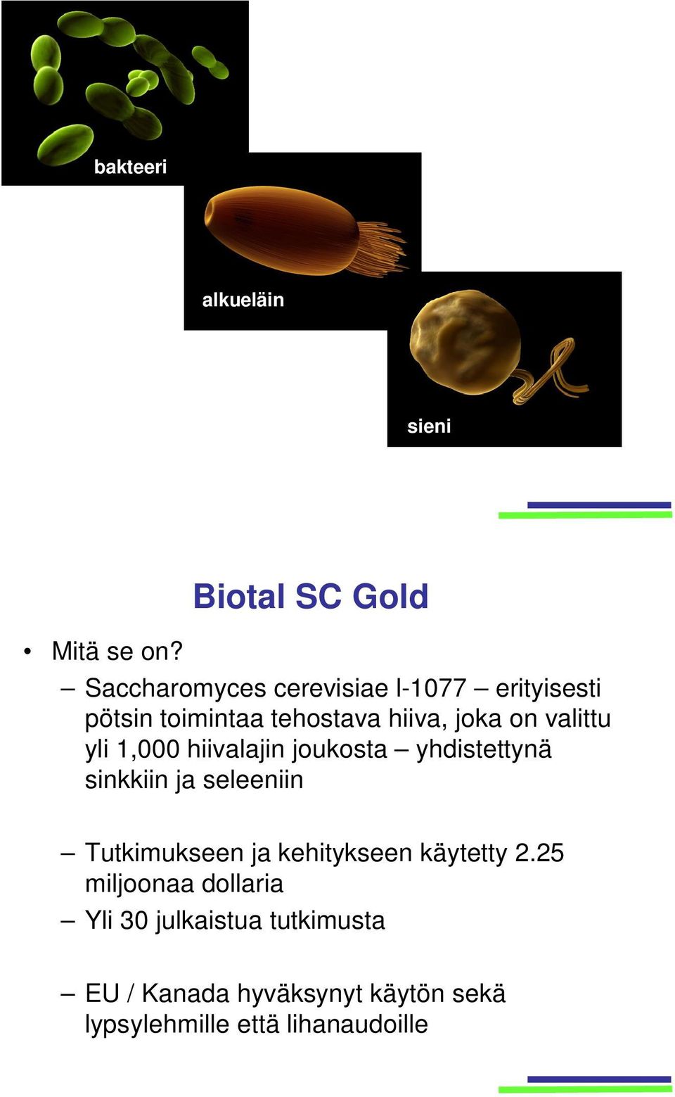 hiiva, joka on valittu yli 1,000 hiivalajin joukosta yhdistettynä sinkkiin ja seleeniin