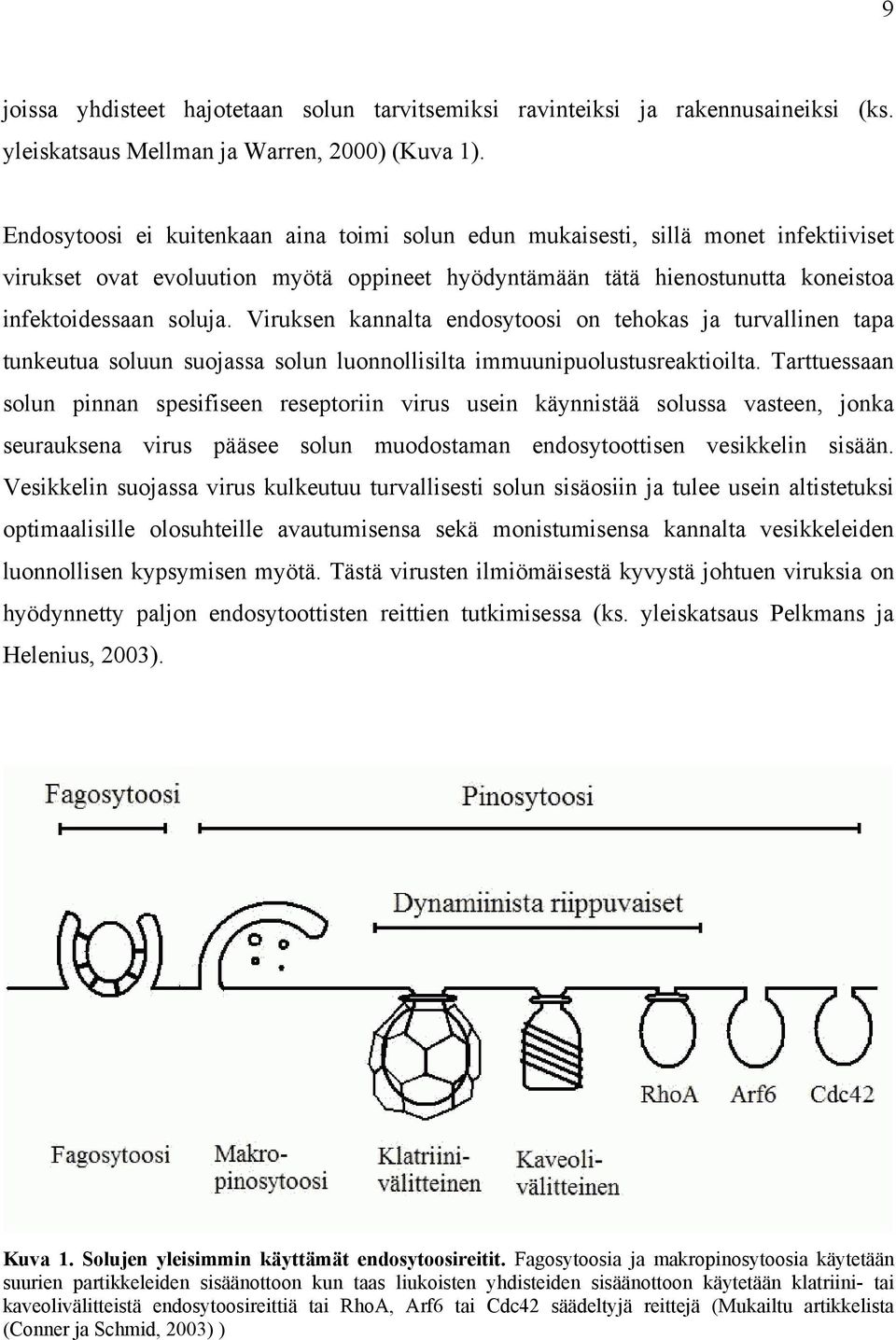 Viruksen kannalta endosytoosi on tehokas ja turvallinen tapa tunkeutua soluun suojassa solun luonnollisilta immuunipuolustusreaktioilta.