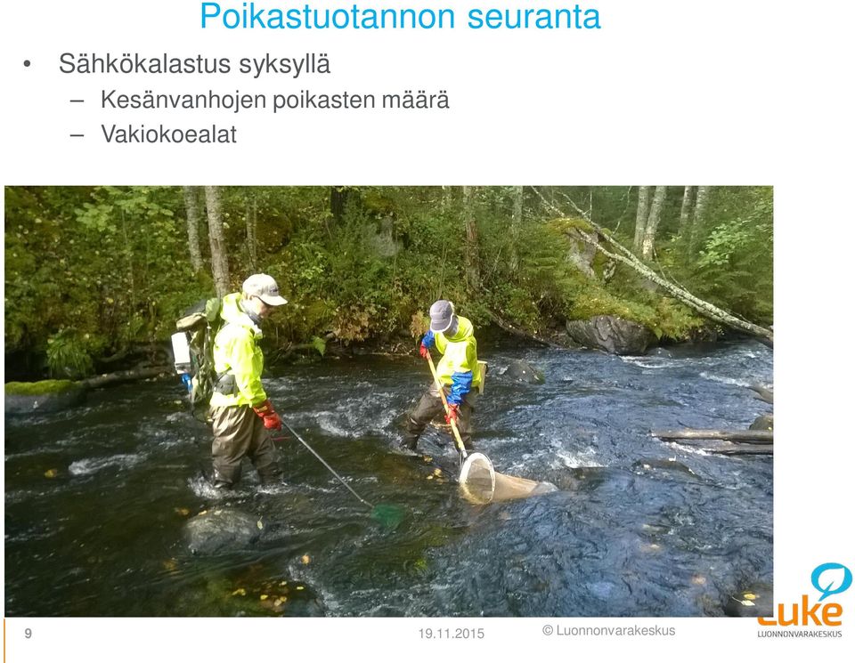 Kesänvanhojen poikasten