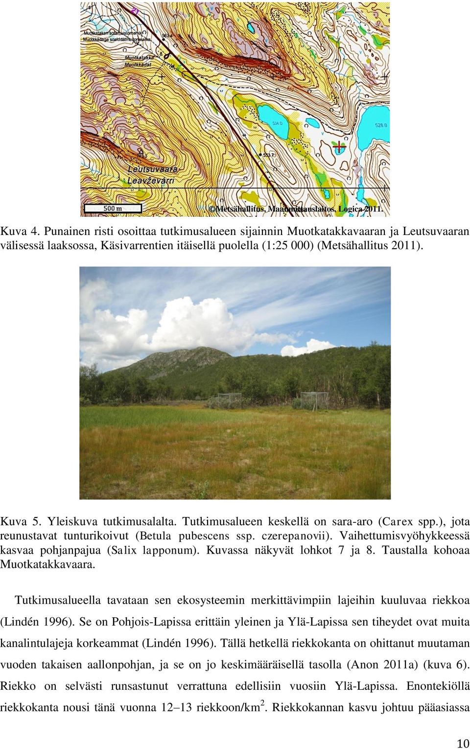 Yleiskuva tutkimusalalta. Tutkimusalueen keskellä on sara-aro (Carex spp.), jota reunustavat tunturikoivut (Betula pubescens ssp. czerepanovii).